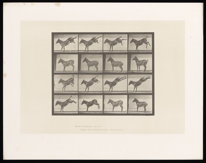 A mule kicks its hind legs. Collotype after Eadweard Muybridge, 1887.