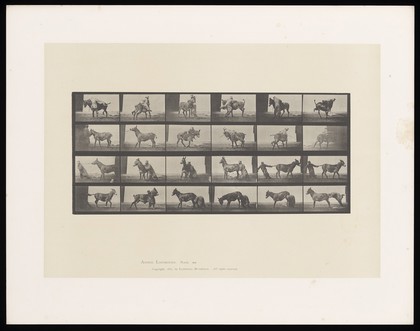 A clothed man gets off a mule and tries various ways to force the animal to move without success. Collotype after Eadweard Muybridge, 1887.