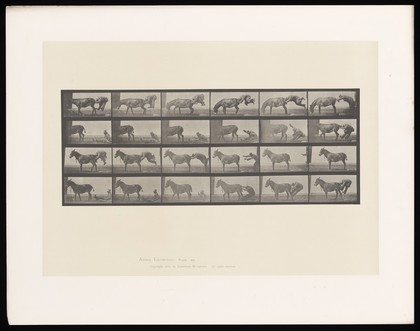 A clothed man tries various ways to force a mule to move without success. Collotype after Eadweard Muybridge, 1887.