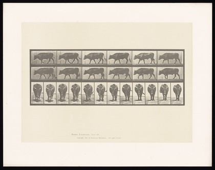 An ox walking. Collotype after Eadweard Muybridge, 1887.