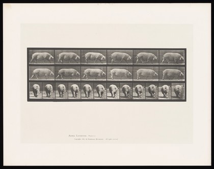 A sow walking. Collotype after Eadweard Muybridge, 1887.