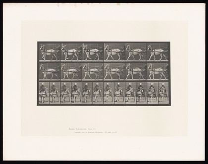 A goat walking, pulling a two-wheeled sulky with a boy in it. Collotype after Eadweard Muybridge, 1887.