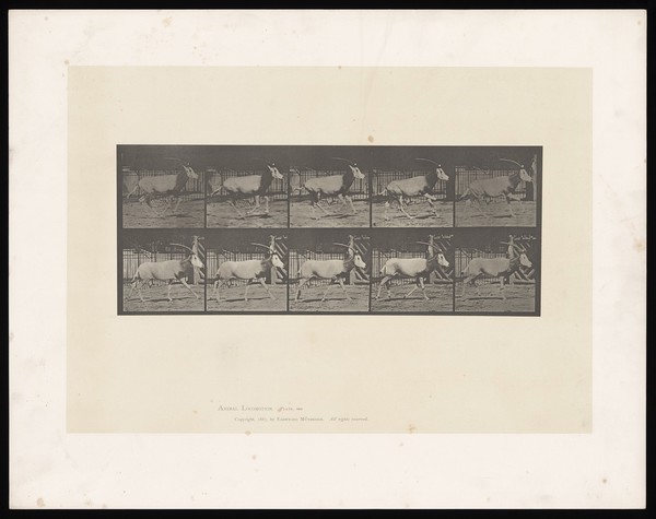 An oryx running. Collotype after Eadweard Muybridge, 1887.