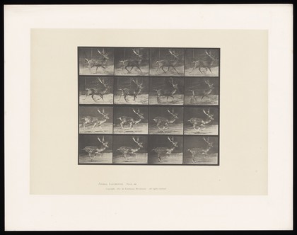 A fallow deer running. Collotype after Eadweard Muybridge, 1887.