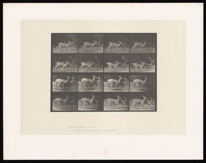 Two fallow deer running. Collotype after Eadweard Muybridge, 1887.