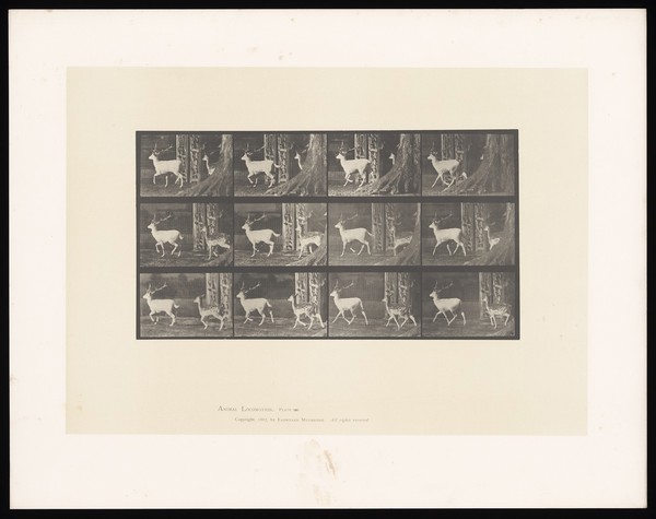 Two fallow deer running. Collotype after Eadweard Muybridge, 1887.