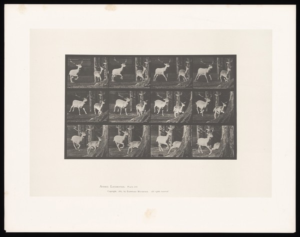 Two fallow deer running. Collotype after Eadweard Muybridge, 1887.