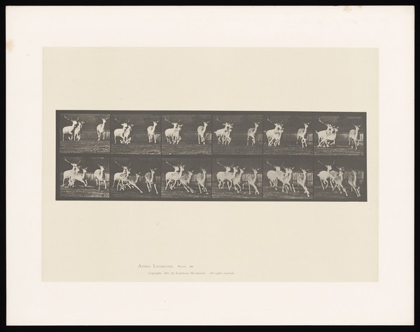 A group of fallow deer running. Collotype after Eadweard Muybridge, 1887.