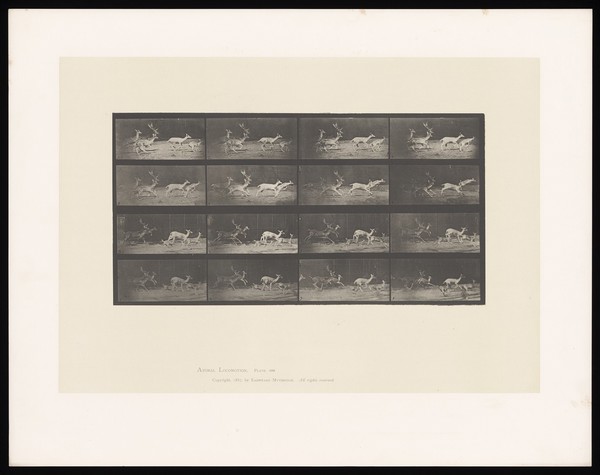 A group of fallow deer running. Collotype after Eadweard Muybridge, 1887.