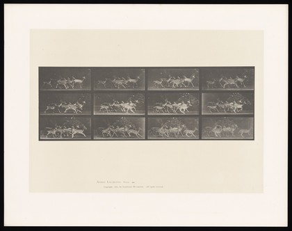 A group of fallow deer running. Collotype after Eadweard Muybridge, 1887.