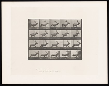 An elk running. Collotype after Eadweard Muybridge, 1887.