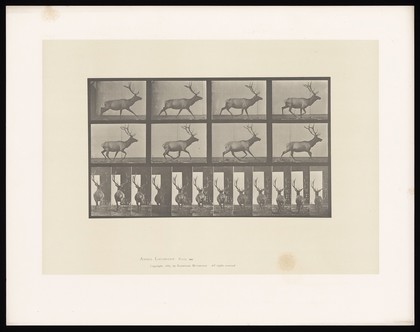 An elk running. Collotype after Eadweard Muybridge, 1887.