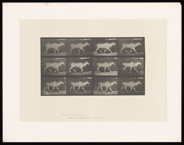 An eland running. Collotype after Eadweard Muybridge, 1887.