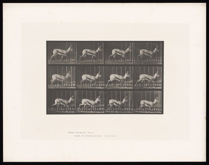 An antelope running. Collotype after Eadweard Muybridge, 1887.