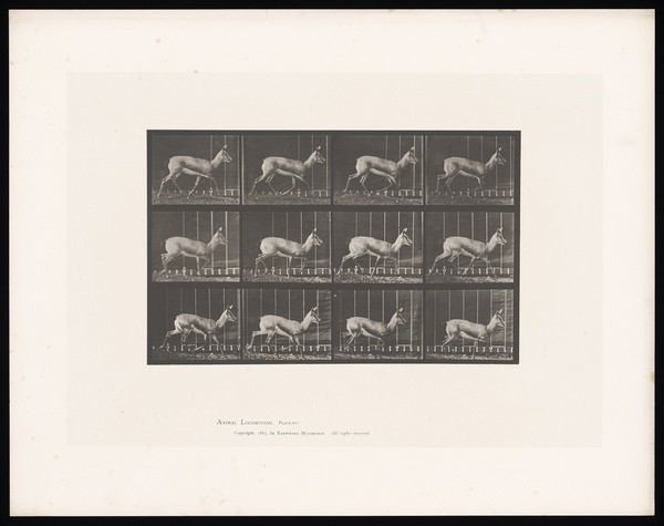 An antelope running. Collotype after Eadweard Muybridge, 1887.