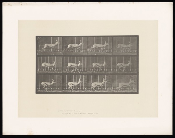 An antelope running. Collotype after Eadweard Muybridge, 1887.