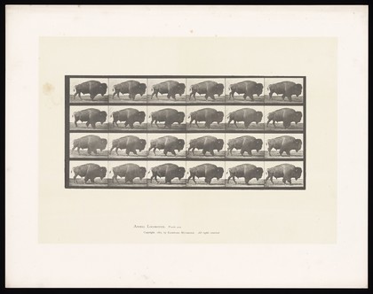 A buffalo walking. Collotype after Eadweard Muybridge, 1887.