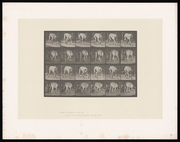 A mastiff walking. Collotype after Eadweard Muybridge, 1887.