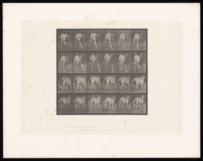 A mastiff walking. Collotype after Eadweard Muybridge, 1887.