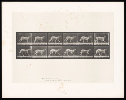 A mastiff walking. Collotype after Eadweard Muybridge, 1887.