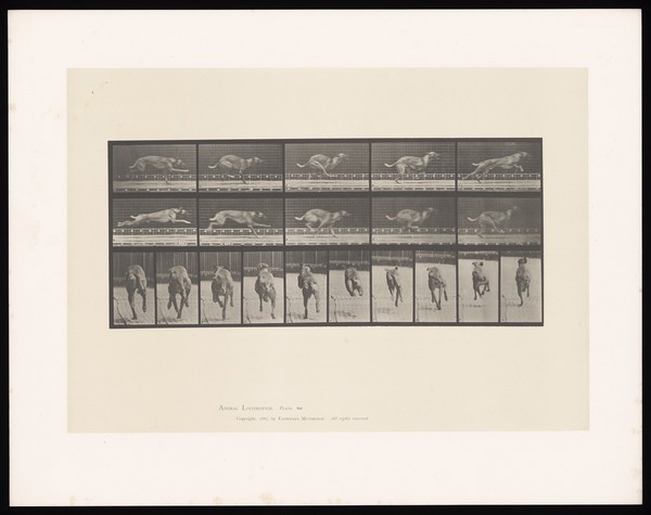 A dog running. Collotype after Eadweard Muybridge, 1887.