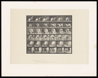 A dog turning round. Collotype after Eadweard Muybridge, 1887.