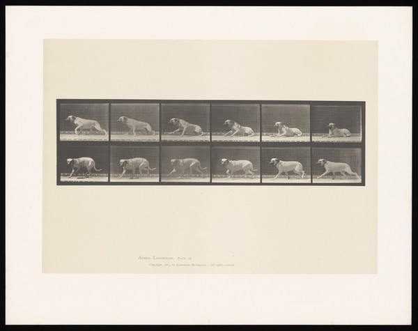 A mastiff rises from the ground. Collotype after Eadweard Muybridge, 1887.