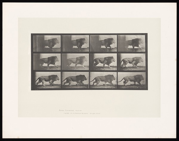 A lion walking. Collotype after Eadweard Muybridge, 1887.