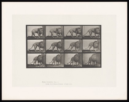 A lion walking. Collotype after Eadweard Muybridge, 1887.