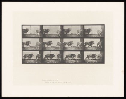 A lion walking and turning. Collotype after Eadweard Muybridge, 1887.