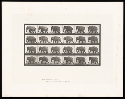 An elephant walking. Collotype after Eadweard Muybridge, 1887.