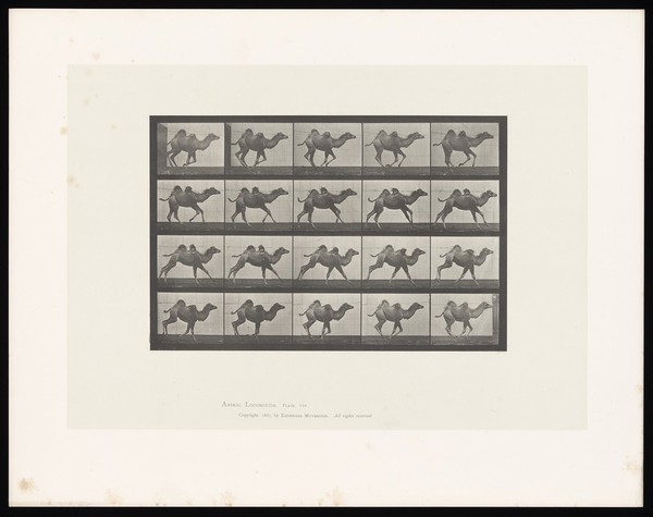 A camel running. Collotype after Eadweard Muybridge, 1887.