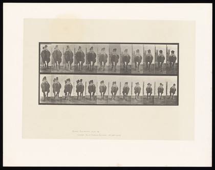 A camel running. Collotype after Eadweard Muybridge, 1887.