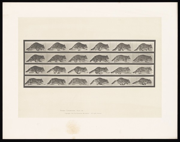 A raccoon running. Collotype after Eadweard Muybridge, 1887.