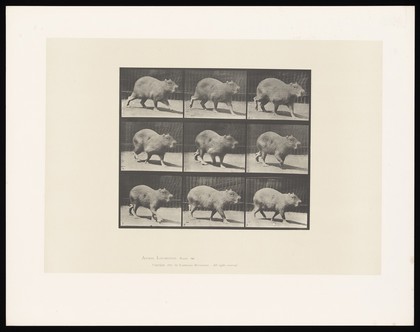 A capybara walking. Collotype after Eadweard Muybridge, 1887.