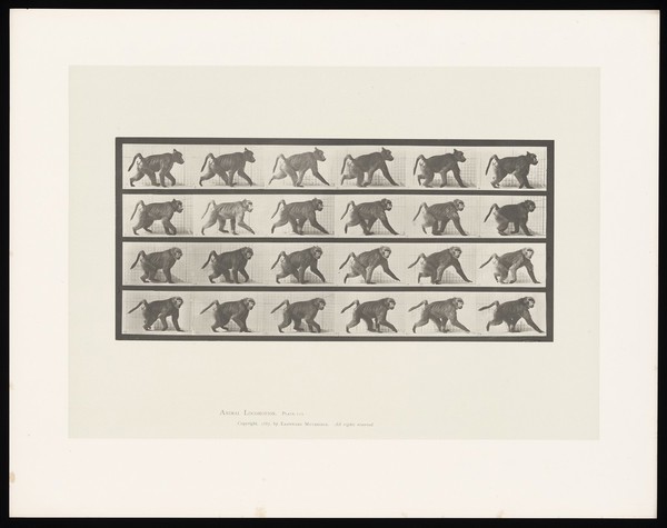 A baboon walking on all fours. Collotype after Eadweard Muybridge, 1887.