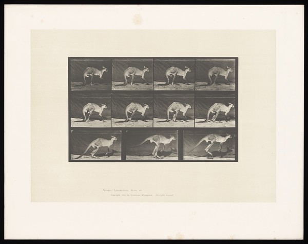 A kangaroo walking and jumping. Collotype after Eadweard Muybridge, 1887.