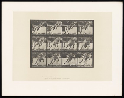 A kangaroo jumping. Collotype after Eadweard Muybridge, 1887.