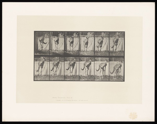 A kangaroo jumping. Collotype after Eadweard Muybridge, 1887.