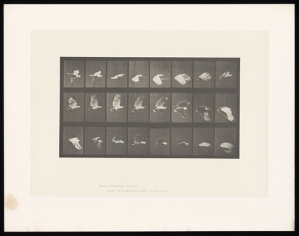 A cockatoo flying. Collotype after Eadweard Muybridge, 1887.