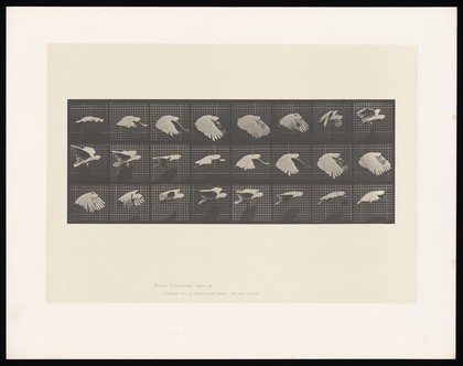 A cockatoo flying. Collotype after Eadweard Muybridge, 1887.