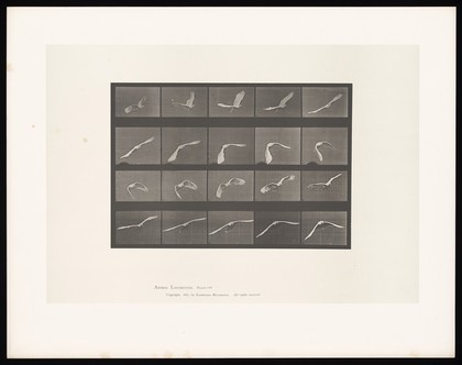 A cockatoo flying. Collotype after Eadweard Muybridge, 1887.