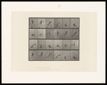 A red-tailed hawk flying. Collotype after Eadweard Muybridge, 1887.