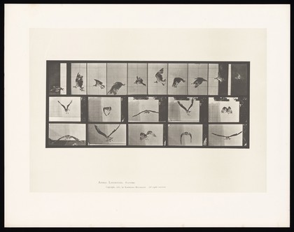 An osprey flying. Collotype after Eadweard Muybridge, 1887.