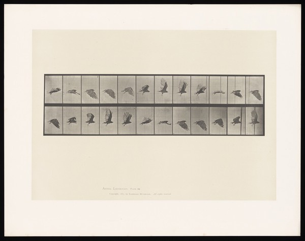 A vulture flying. Collotype after Eadweard Muybridge, 1887.