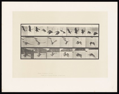 A vulture flying. Collotype after Eadweard Muybridge, 1887.