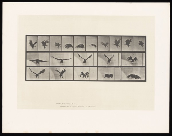 A bald eagle flying. Collotype after Eadweard Muybridge, 1887.