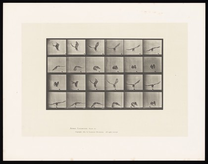 A bald eagle flying. Collotype after Eadweard Muybridge, 1887.