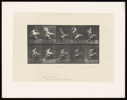 A stork walking and flying. Collotype after Eadweard Muybridge, 1887.