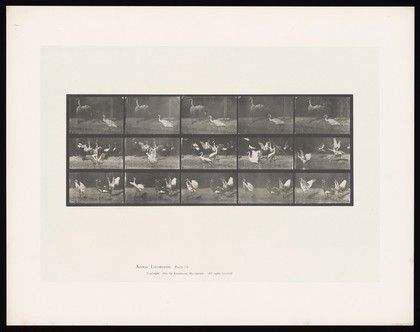 Storks by water. Collotype after Eadweard Muybridge, 1887.
